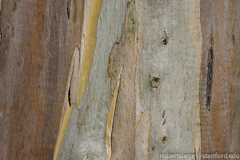 eucalyptus bark